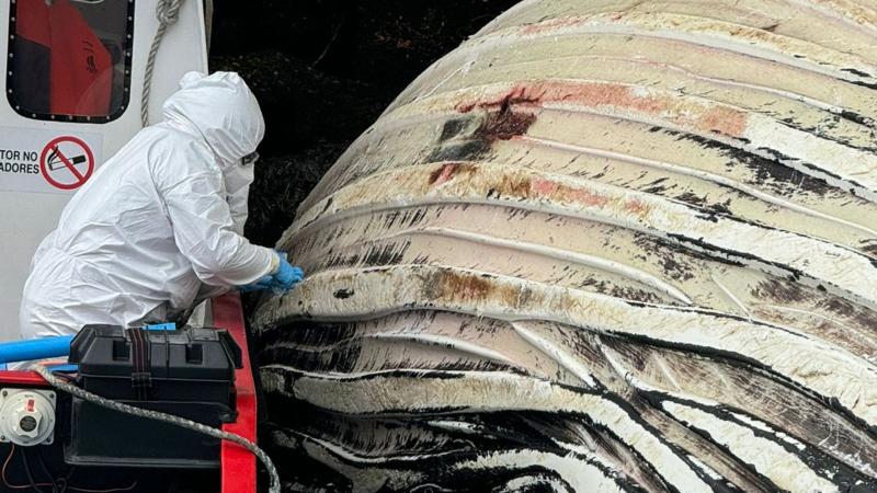 Sernapesca investiga muerte de dos ballenas jorobadas