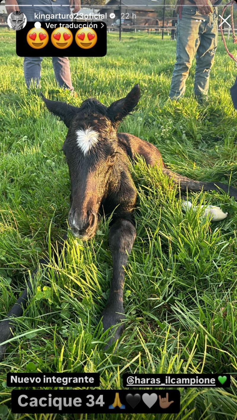 Arturo Vidal se la juega con atrevido nombre de su nuevo potrillo - Créditos: Captura @kingarturo23oficial