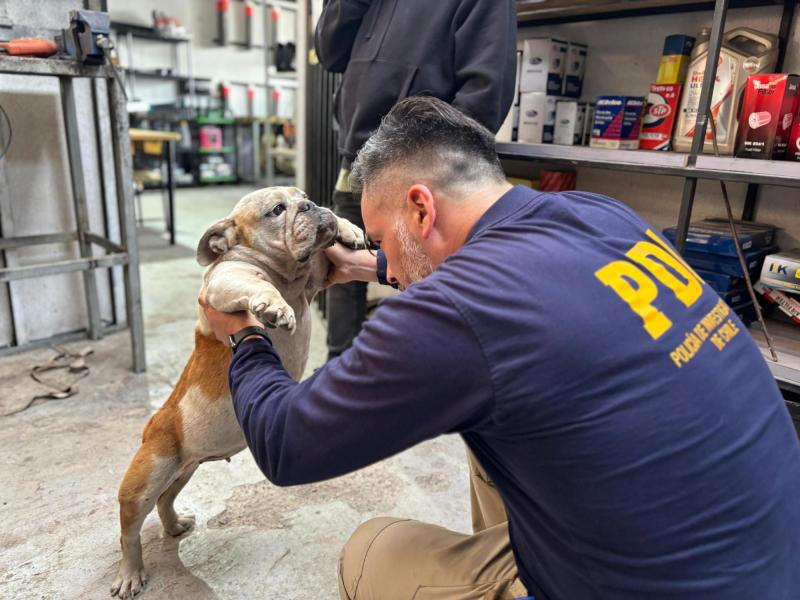 PDI detiene a hombre en Lampa por maltrato animal