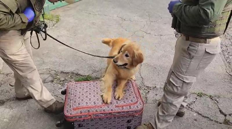 Más de 10 kilos de marihuana y cocaína: Dos detenidos en el terminal de buses San Borja