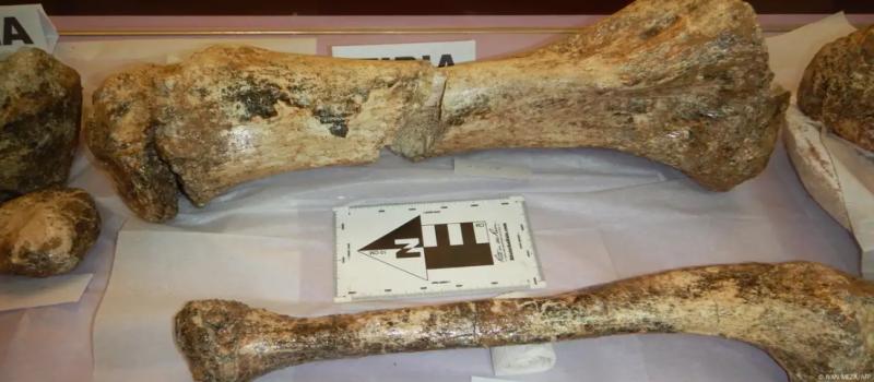 Perú: hallan restos de tres mastodontes de hace 11 mil años