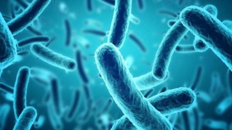 T13 - Minsal activa alerta sanitaria por presencia de listeria en quesillo distribuido en Ñuble