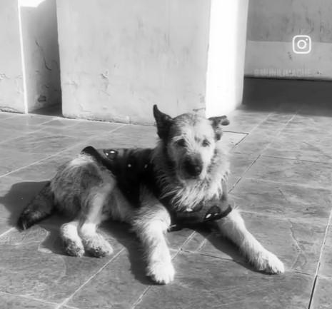 IG: Municipalidad de Limache