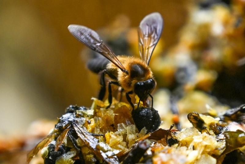 Hombre pierde la vida tras ser atacado por más de un centenar de abejas