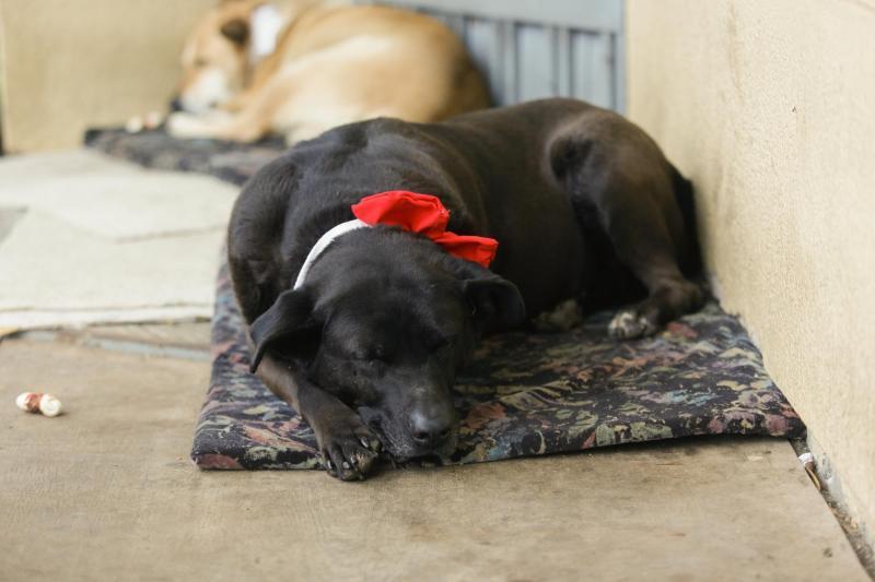 Denuncian a hombre por ataque sexual reiterado contra perra en Hualpén