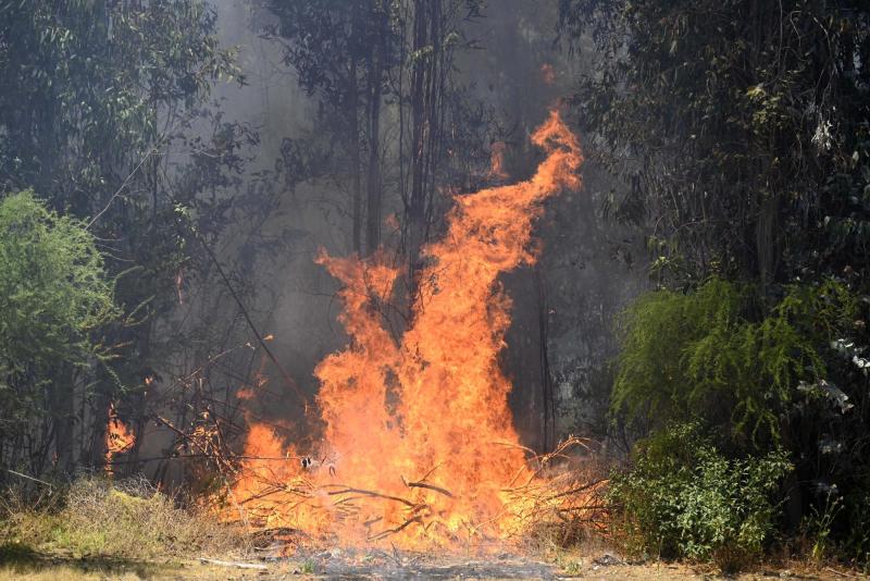 Senapred decreta Alerta Roja para la comuna de Carahue por incendio forestal