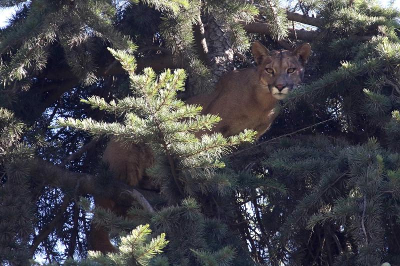 ArchivosAgencia Uno - SAG lamenta atropello de puma en Los Lagos