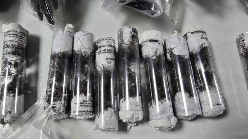 T13 - Detienen a sujeto intentando salir de aeropuerto en Perú con 320 tarántulas camufladas en su cuerpo