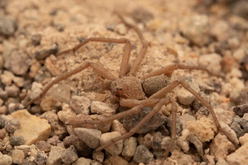 Época de arañas: "sicarius"