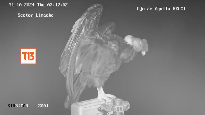 Youtube PTZ Provinciales San Antonio - Cámaras capturan cóndor en Limache
