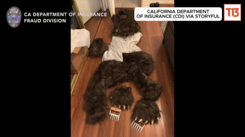 Disfraz de oso, vía Storyful