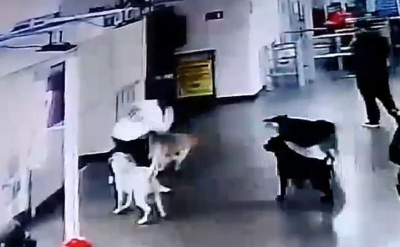 Graban como perro es acuchillado en varias ocasiones en Antogagasta: Buscan a extranjero como responsable