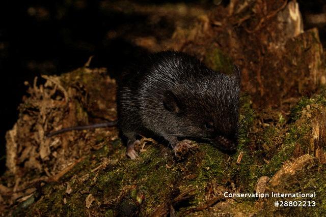 Descubren nuevas especies en Perú - Reuters