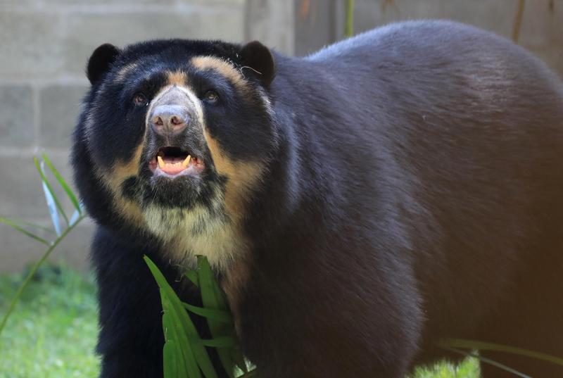 AFP NewS (referencial) - Japón: Hombre llegó a su casa y se encontró con un oso instalado en su living