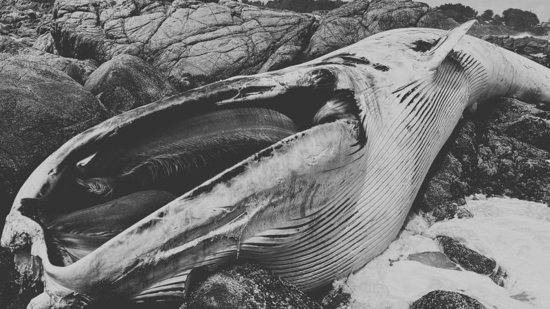 Ballena varada en El Quisco - José Luis Brito