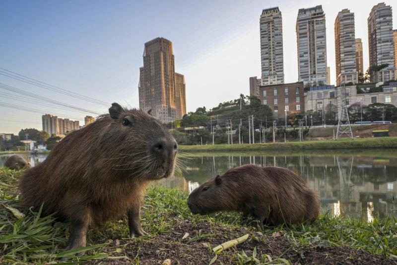 Capibara - AFP