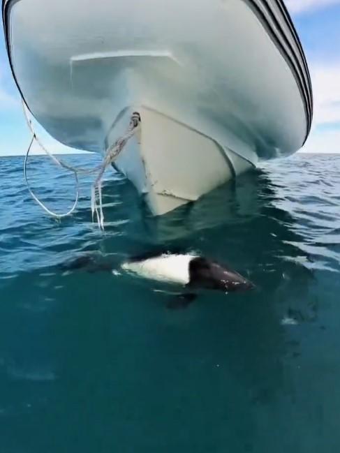 T13 - Delfín "panda" sorprende y saluda a turistas en Patagonia argentina | Captura de RRSS