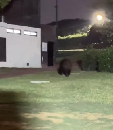 Oso en la casa de Martín Demichelis - Créditos: Captura