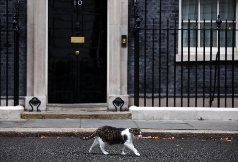 AFP (referencial) -El conmovedor reencuentro entre un hombre y su gato que estuvo perdido más de 11 años