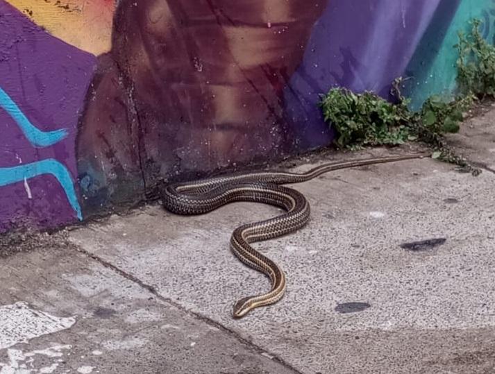 T13 - SAG aclara avistamiento de reptil en Valparaíso: No era serpiente, sino una culebra nativa de más de un metro de largo
