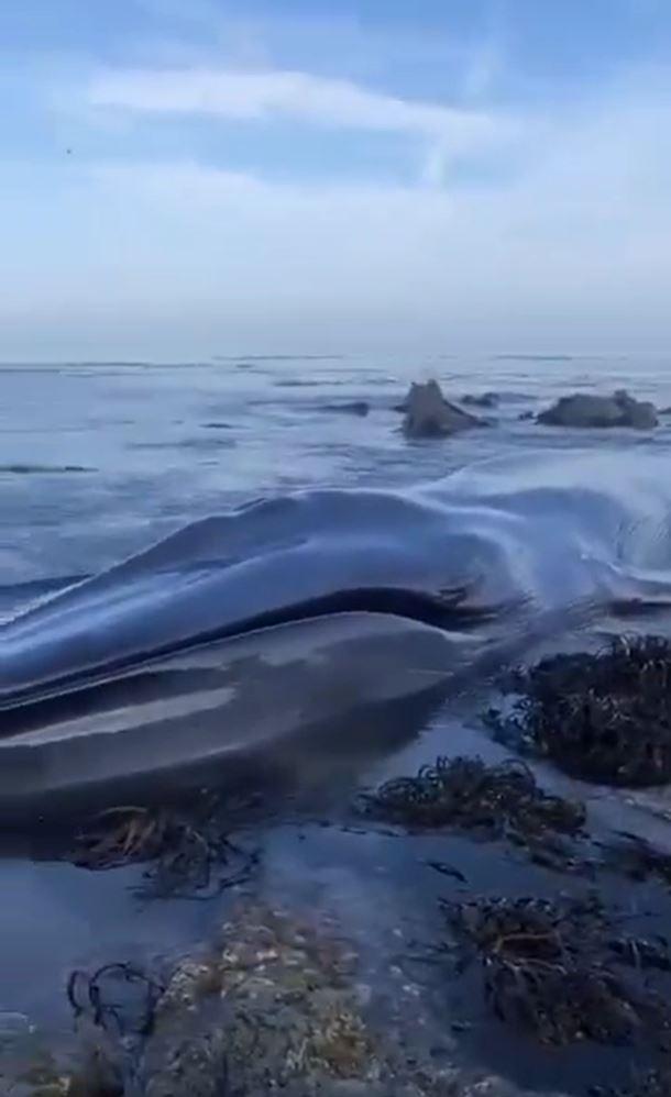 Ballena azul varada en caleta Río Seco