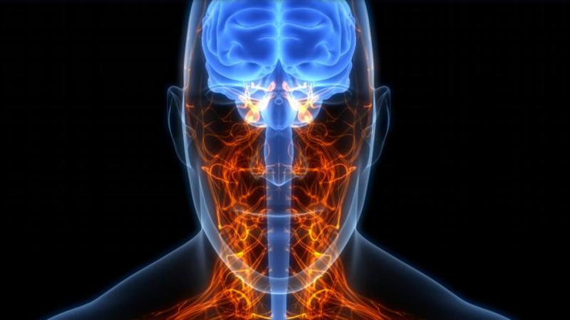 El cerebro humano, con sus 85.000 millones de neuronas, procesa información consciente a una velocidad sorprendentemente lenta.