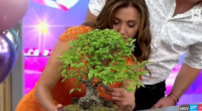 Canal 13 - Priscilla Vargas con su Bonsái