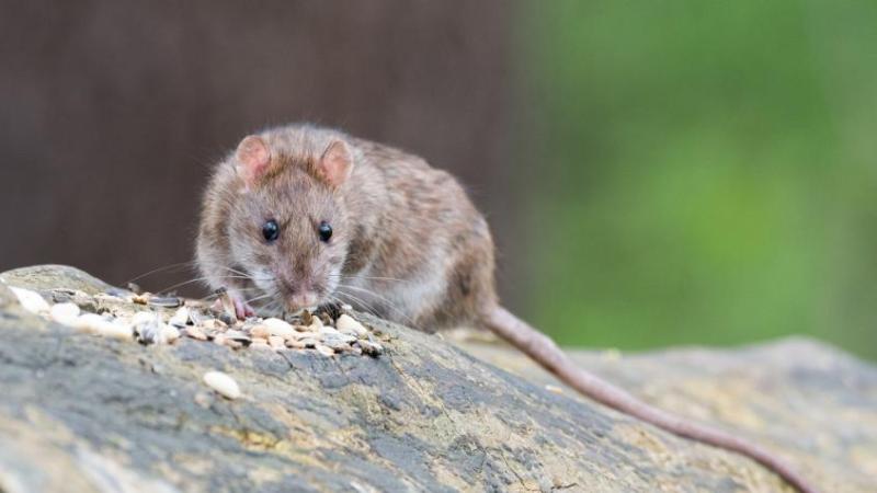 Virus Hanta (Referencial)