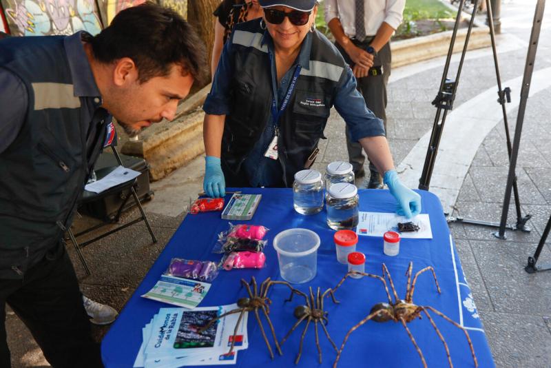 Minsal entre recomendación por contactos con araña de rincón y murciélagos