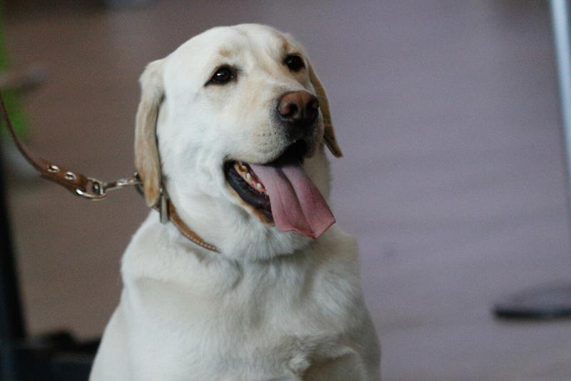 Agencia Uno - Dallas: Más de 500 mascotas mueren tras incendio en centro comercial