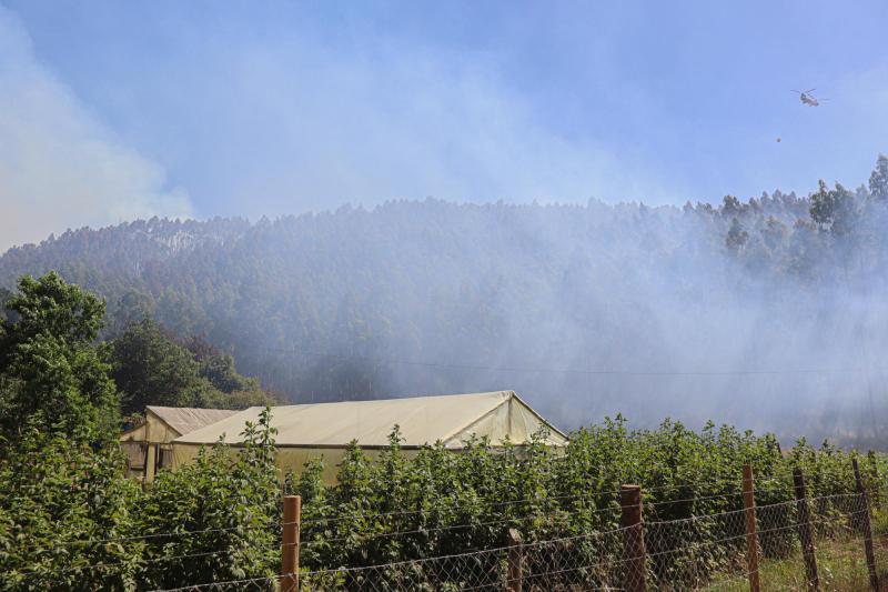 Agencia Uno - Incendio forestal (referencial)