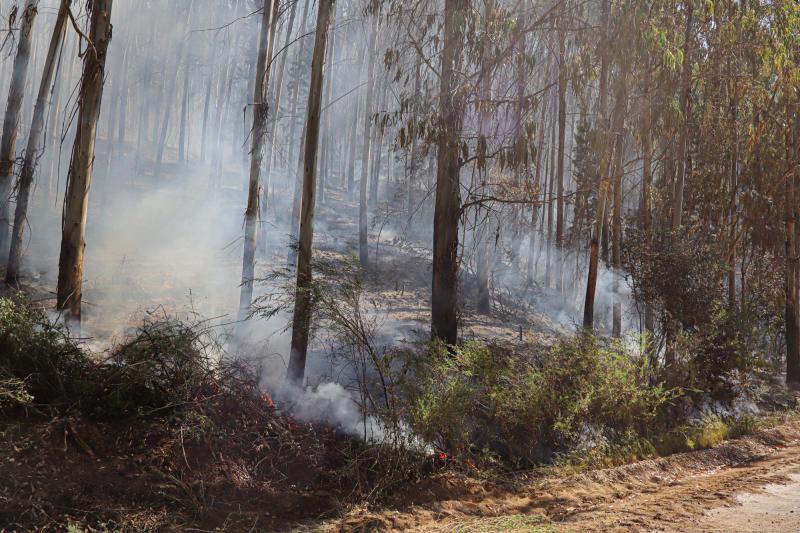 Agencia Uno - Incendio forestal (referencial)