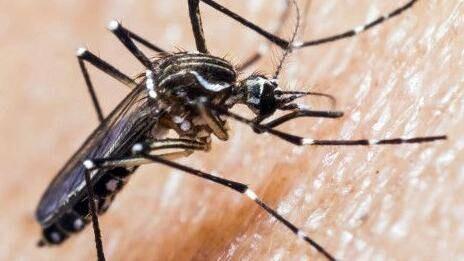 Brasil cerró 2024 con récords en casos y muertes por dengue - Referencial Aton