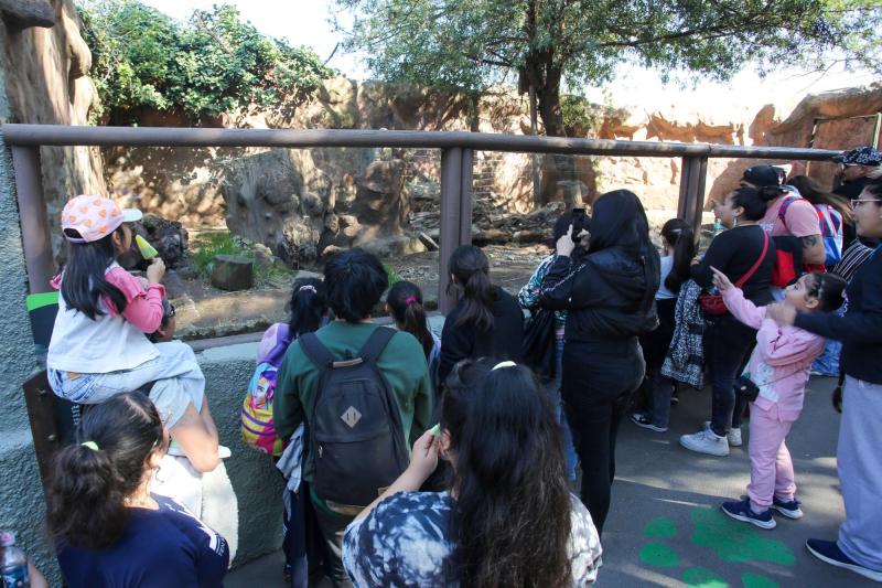 Aton - Zoológico Metropolitano