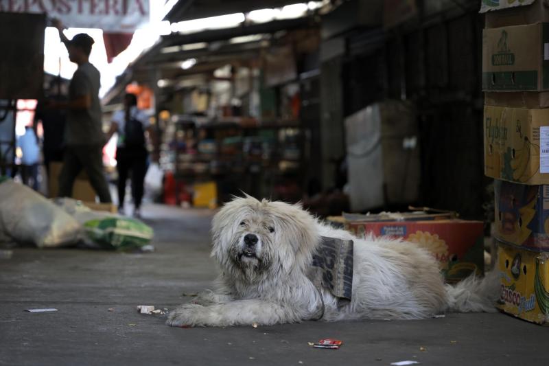 ATON - Ataques de perros: 24 personas fallecieron entre 2018 y 2023 en Chile
