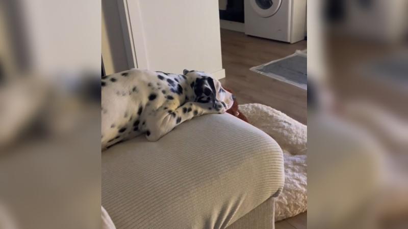 TikTok/oreogalletadalmata - La sorprendente reacción de un dálmata al ver "101 dálmatas"