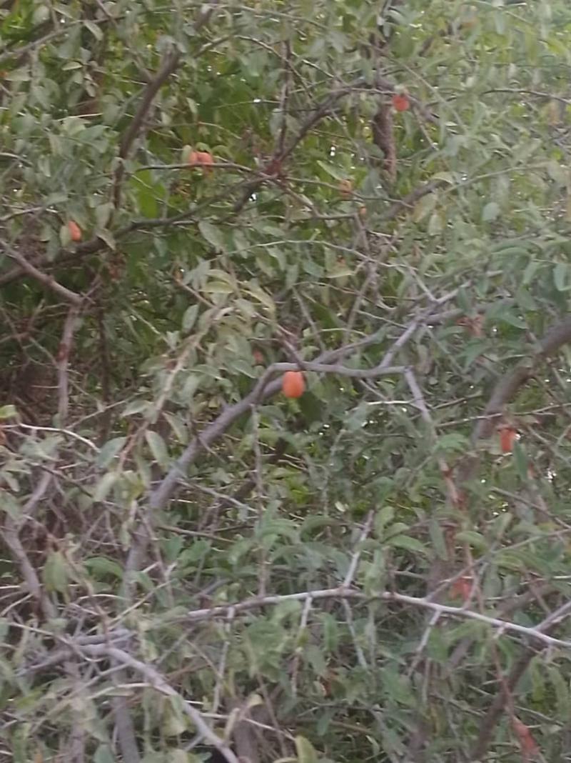 Redes sociales - El fruto que comió el niño que sobrevivió en Zimbabue