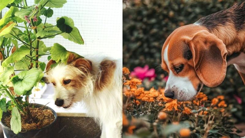 Freepik - ¿Las tienes en tu jardín?: Las 5 plantas potencialmente peligrosas para tu mascota