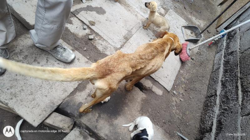 Perros rescatados en Antofagasta 2