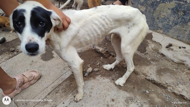 Perros rescatados en Antofagasta