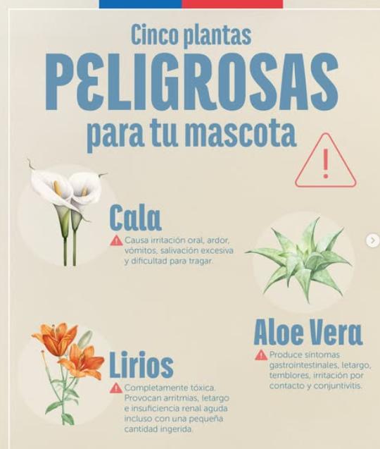 Instagram (@mascotagob) - ¿Las tienes en tu jardín?: Las 5 plantas potencialmente peligrosas para tu mascota