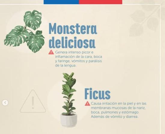 Instagram (@mascotagob) - ¿Las tienes en tu jardín?: Las 5 plantas potencialmente peligrosas para tu mascota