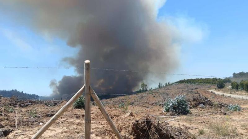 San Carlos en Alerta Roja: Senapred y Conaf movilizan brigadas de emergencia por incendio forestal | Referencial