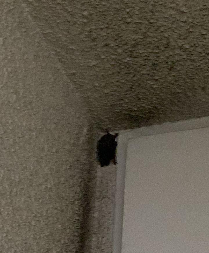 T13 - Denuncia plaga de murciélagos en departamento y edificio de Santiago: "Sacamos más de 30" | Cedida