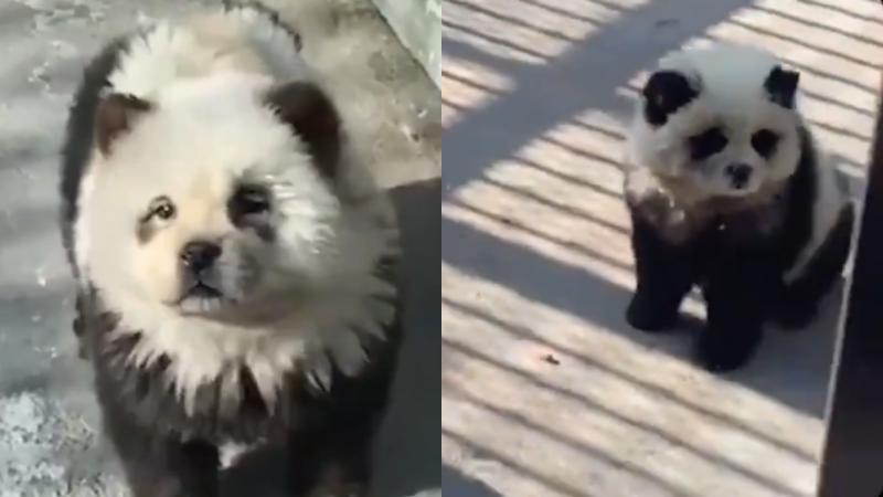 X - Previamente el mismo zoológico había pintado a otro grupo de perros para que parecieran pandas