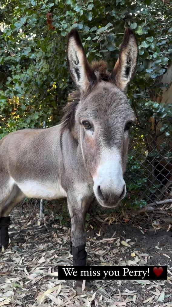 A los 30 años murió Perry, el burro que inspiró el personaje de "Shrek"