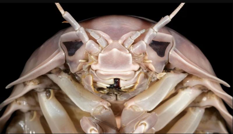 Nguyen Thanh Son - Lo que se sabe de "Darth Vader", el crustáceo recién descubierto y bautizado como el ícono de Star Wars