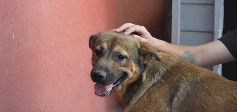 Vecinos denunciaron a familia de La Florida que abandonó a su perrito para irse de vacaciones a Perú