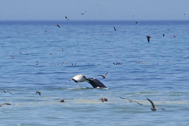 Avistamiento de ballenas en Iquique - Agencia Uno