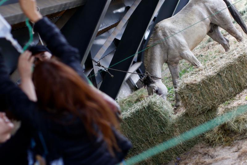 SAG en alerta por casos de anemia infecciosa equina en Chile - AUNO referencial